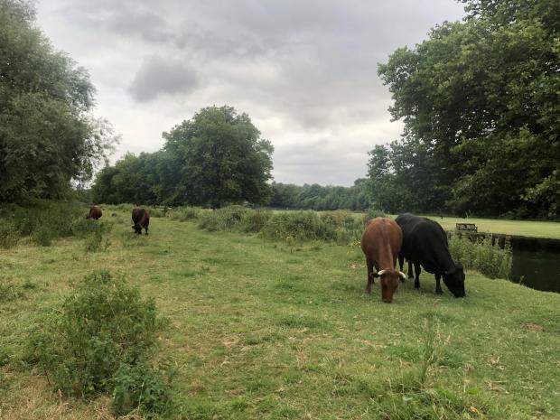 Hampshire Chronicle: Cows on the Itchen path 